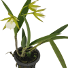 Lan Brassavola Perrinii Hoa Đẹp