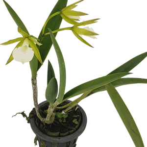 Lan Brassavola Perrinii Hoa Đẹp